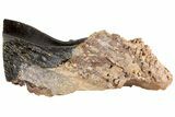 Triceratops Tooth - South Dakota #73881-2